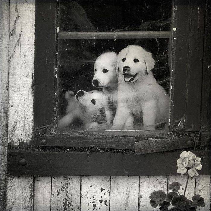 Foto pobudka #348 69