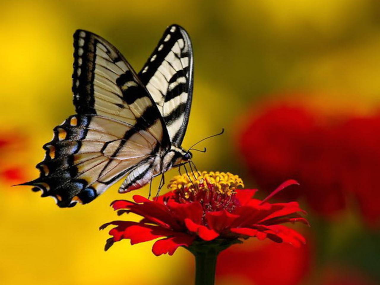 Картинка день бабочек. Бабочка на цветке. Отличного дня бабочки. День бабочек. Доброе утро бабочки цветы.