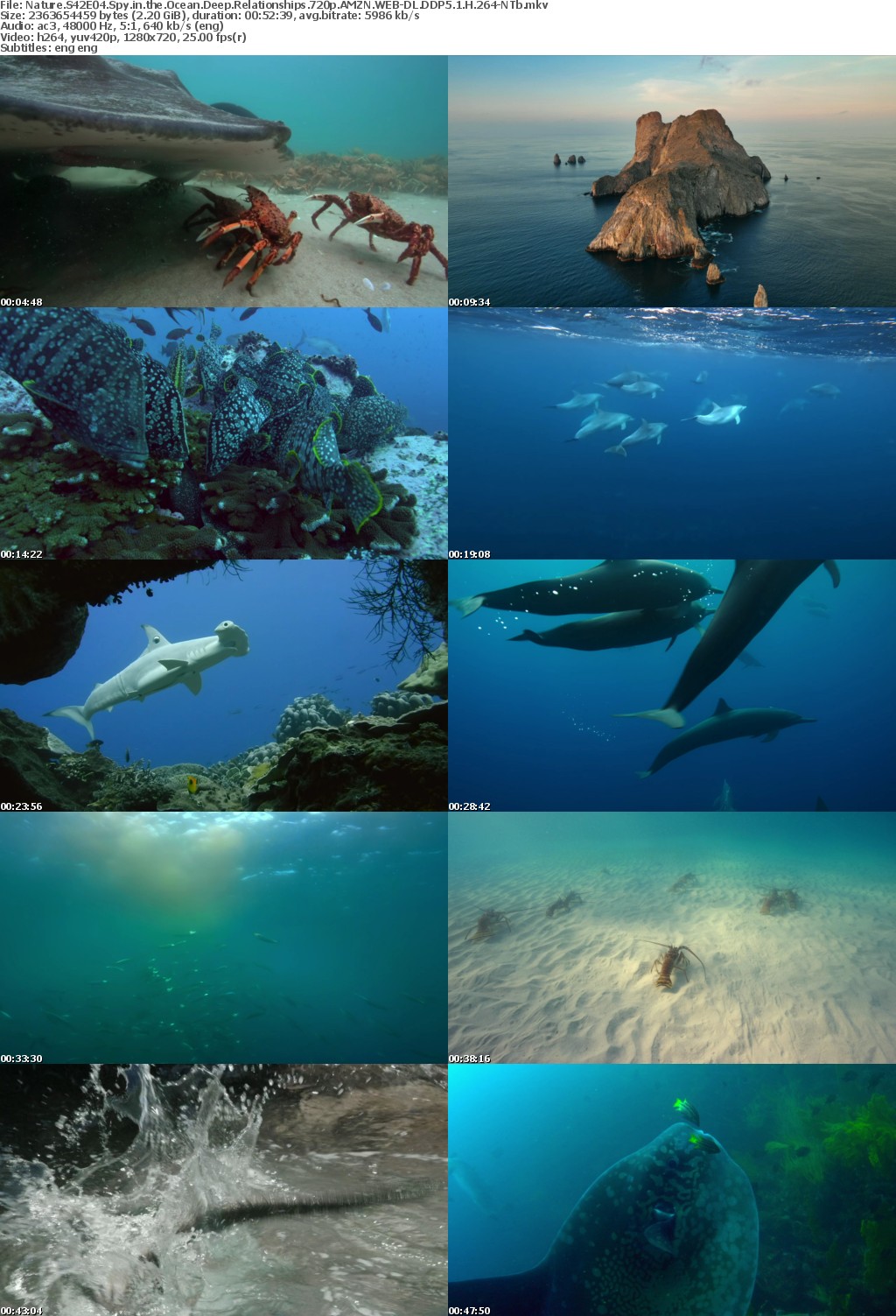 Nature S42E04 Spy in the Ocean Deep Relationships 720p AMZN WEB-DL DDP5 1 H 264-NTb
